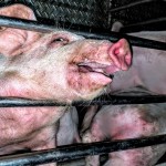 ปทุมธานี รถเทรลเลอร์บรรทุกหมูเสียหลักพลิกคว่ำหมูตายนับร้อย