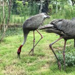 ปทุมธานี ตอนรับสมาชิกใหม่สวนสัตว์ Mini Zoo ธัญบุรี ลูกนกกระเรียนพันธุ์ไทยลืมตาดูโลกคืนทุ่งรังสิต