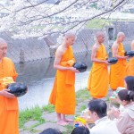ปทุมธานี วัดพระธรรมกายคานากาว่าจัดตักบาตรต้อนรับฤดูซากุระบาน และต้อนรับเทศกาลสงกรานต์ไทย