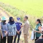 ปทุมธานี-เร่งประชาสัมพันธ์สร้างการรับรู้การหยุดเผาในพื้นที่เกษตร พร้อมส่งเสริมการใช้จุลินทรีย์ย่อยสลายตอซังและฟางข้าว ทดแทนการเผาทำลาย