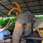 สวนนงนุชพัทยาจัดพิธีรับขวัญลูกช้าง “พลายจอมทอง” เชื่อมสายใยแห่งความผูกพันกับ “น้องข้าวต้ม” ลูกช้างป่าพลัดหลง 
