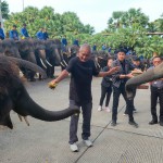 “พี่น้องต่างครรภ์แห่งสวนนงนุชพัทยา” เปิดตำนานอบอุ่นสองชีวิตใหม่ลูกช้างคู่สายเลือดเดียวกัน