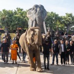 “ปางช้างลูกดก 11 เดือน คลอดแล้ว 9 เชือก ” สวนนงนุชพัทยาจัดใหญ่พิธีรับขวัญลูกช้าง