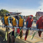 ปทุมธานี-นักท่องเที่ยวแห่ชม ฟ้าปทุมธานีสีรุ้ง นกแก้วมาคอร์กว่า 1,000 ชีวิต โบยบินเหนือเจ้าพระยา ในงาน ชวนบิน วัดชิน