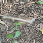 ปทุมธานี!!!คนซื้อที่ดินผงะเจอโครงกระดูกคนขณะเดินดูที่ดิน ปทุมธานี!!!คนซื้อที่ดินผงะเจอโครงกระดูกคนขณะเดินดูที่ดิน